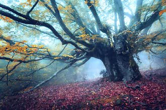 Mystical autumn forest in fog in the morning. Old Tree