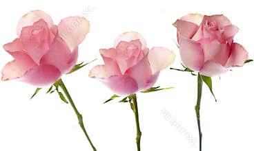 Pink roses
