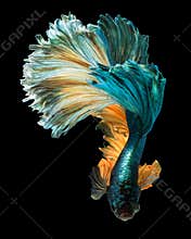 Betta fish