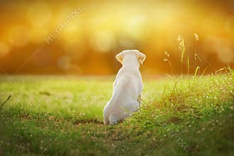 Labrador dog puppy on meadow by sunset with cartoon look
