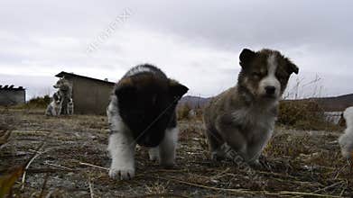 Husky puppies Greenland hill.