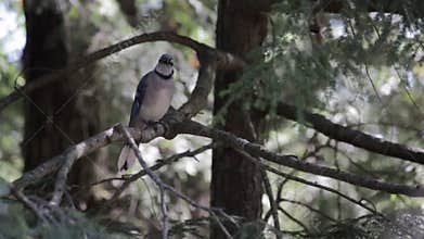 Bluejay perched on a tree branch