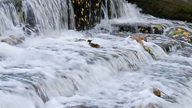 A small waterfall in autumn park.