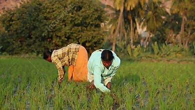 Close view of two women working on the rice field in Hampi, India.