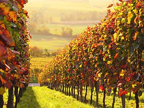 Sunlit colored vineyard
