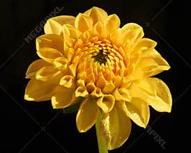 Autumn flowers