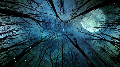 Moon Light and Snow Through the Trees 4K