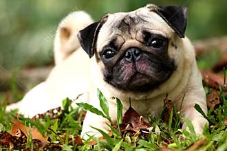 Pug