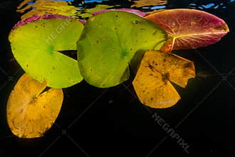Colorful Lily Pads Growing on Edge of Lake