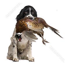 English Springer Spaniel hunting (1 year)