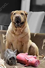 Sharpei female with christmass scarf