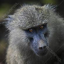 Baboon close up