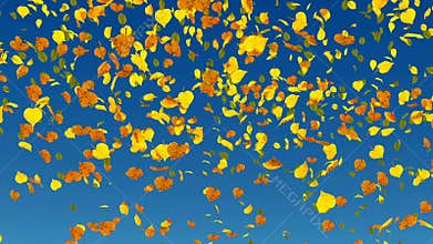 Falling autumn leaves slow-motion