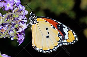 Yellow butterfly