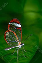 Beautiful butterfly, Nero Glasswing, Greta nero, close-up of transparent glass wing butterfly on green leaves. Scene from tropical