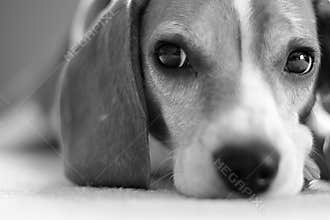 Beagle