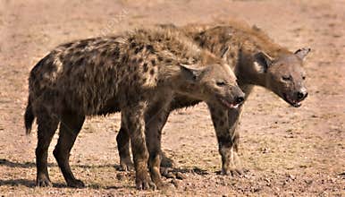 Two hyenas