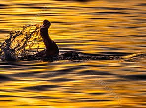Swimmer in sunset