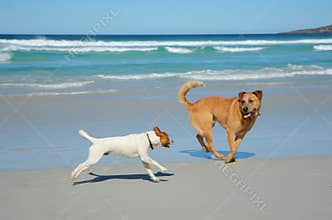 Dogs running on a beach