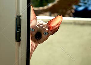 Cute cat