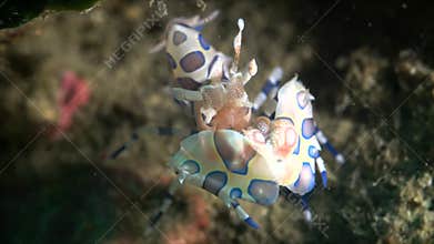 Harlequin Shrimp-1080P