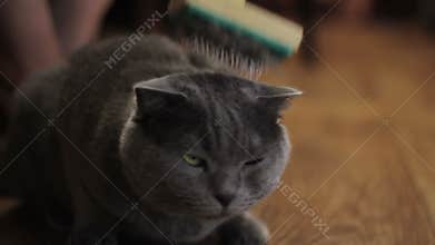 British cat grooming