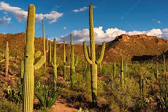 Saguaro Cactus at sunset in Saguaro National Park near Tucson, Arizona.