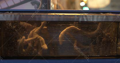 Sea food aquarium with spoon worms