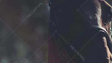 Horse mane. Woman's hand stroking the horse. Muzzle of a horse.