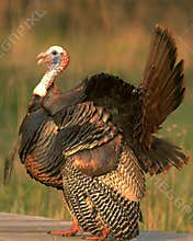 Wild Turkey 7