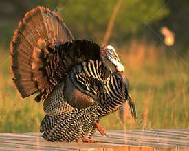 Wild Turkey 2
