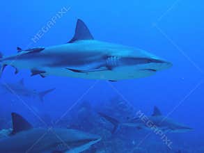 Sharks swimming by reef