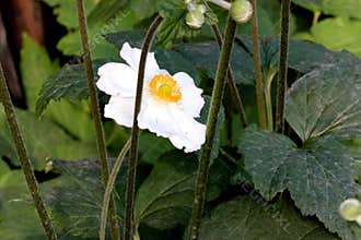 Anemone hybrida 'Honorine Jobert'
