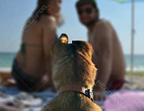 Dog with its family