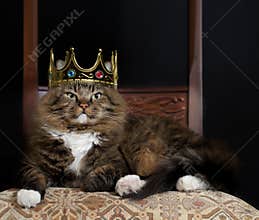 Cat as Royalty