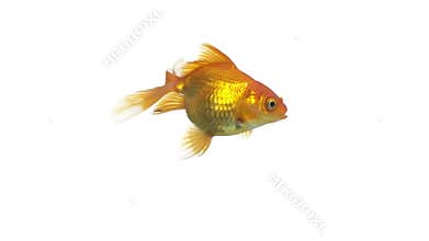Single goldfish animal isolated