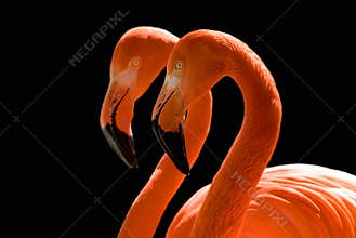 Dancing Flamingos on Black