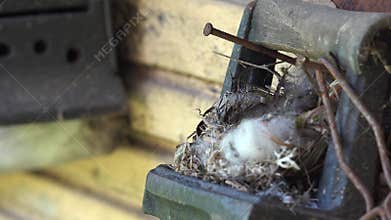 Spotted Flycatcher bird nestling sit in nest with fluff hay. 4K