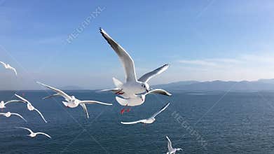 Seagull flying slow motion