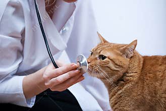 Vet and cat
