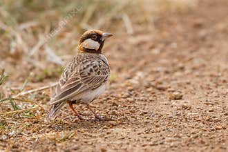 Fischer's Sparrow-Lark Male