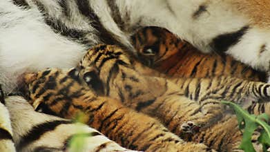 Cubs fighting for a milk