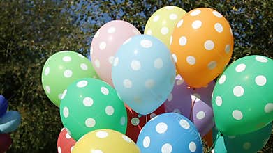 Colorful inflated helium balloons polka dots in the bundle are flying off the trees