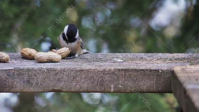 Black capped chickadee