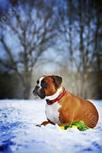 Intelligent dog breeds red boxer lies in winter on snow with flo