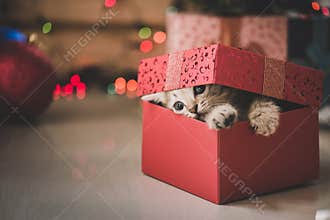 Kitten playing in a gift box