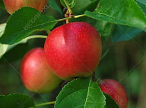 Red apple