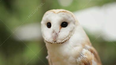 Barn owl (tyto alba) in the wildlife.