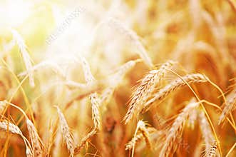 Wheat in early sunlight