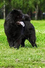 Fluffy dog breeds Chow Chow black walks in the summer.
